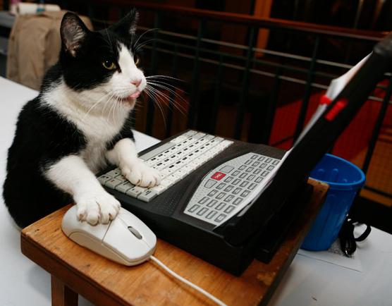 catnearcomputer.jpg